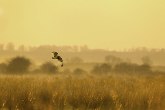 Short-eared owl