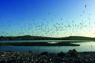 Sandwich Terns at Cemlyn Nature Reserve, North Wales