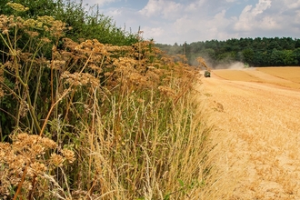 Jordans Farm Partnership Oat harvest  © Matthew Roberts