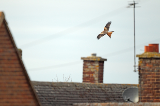 Red kite flying over houses