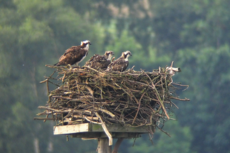 Rutland Osprey Project