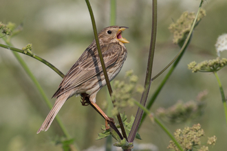 corn bunting