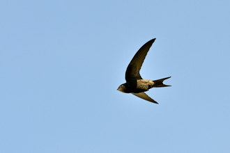 A swift in flight