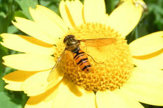 Hoverfly on corn marigold