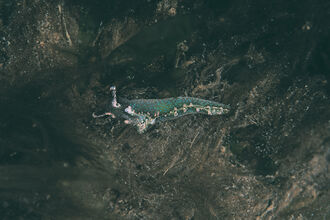 Sea hare | The Wildlife Trusts