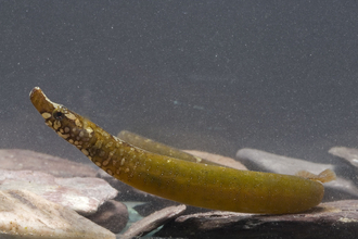 Sand mason worm  The Wildlife Trusts