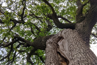 Megan Ramirez Oak Tree