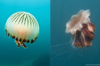 Blue Jellyfish The Wildlife Trusts