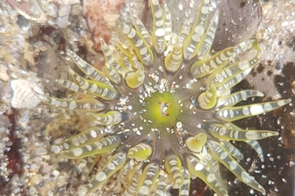 Gem anemone