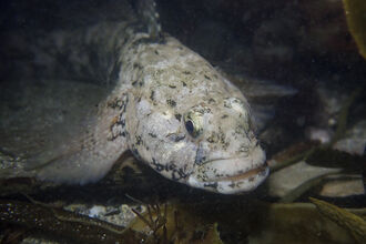 Rock goby | The Wildlife Trusts