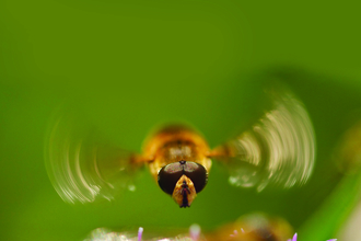 Hoverfly © Dan Edwards