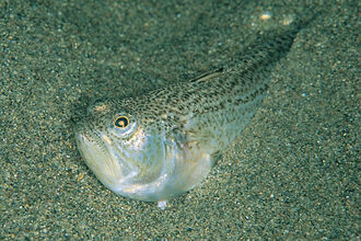 Fish - including sharks, skates and rays | The Wildlife Trusts