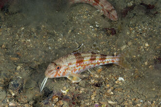 Fish - including sharks, skates and rays | The Wildlife Trusts