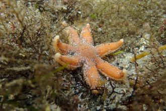 Seven armed starfish