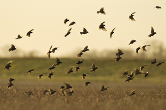 A flock of starlings