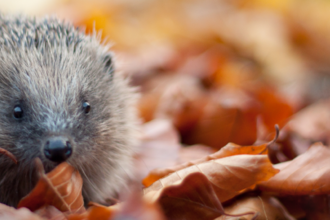 Hedgehog © Tom Marshall