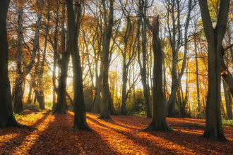 autumn trees