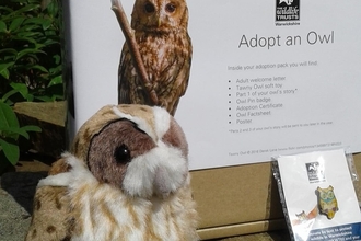 tawny owl adoption pack