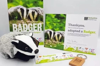 Badger adopt pack Derbyshire Wildlife Trust