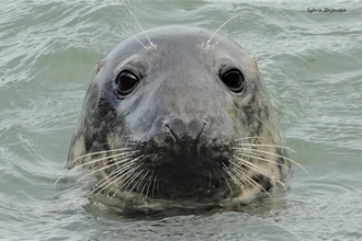 seal