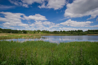 Flooding at Potteric Car Nature Reserve