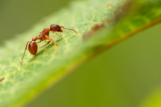 Red ant by Billy Clapham, The Wildlife Trusts