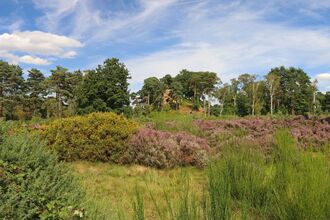 Devil's Spittleful Nature Reserve, Worcestershire Wildlife Trust