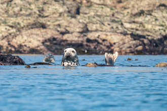 Alderney - Seal