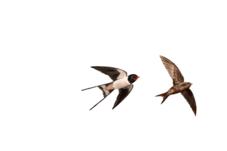 swifts, swallows and martins