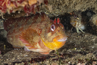 Tompot blenny - Brett with a visitor