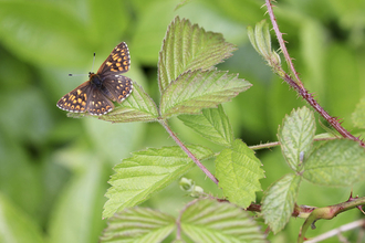 Duke of Burgundy butterfly