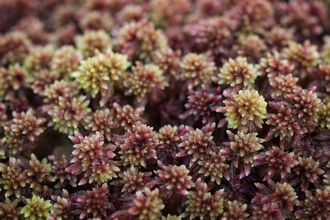 Sphagnum moss