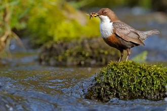 Dipper on stone