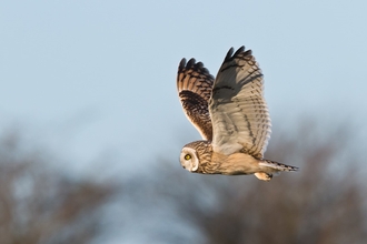 Short-eared Owl 