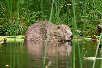 adult beaver at Knapdale 
