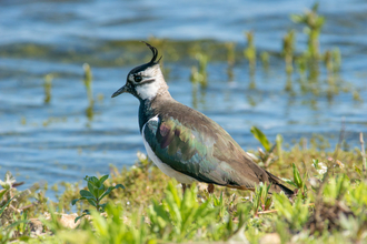 Lapwing