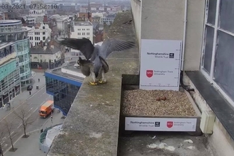 Nottingham peregrine