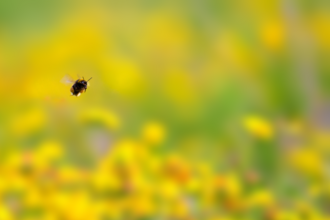 bee