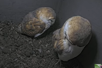 barn owls