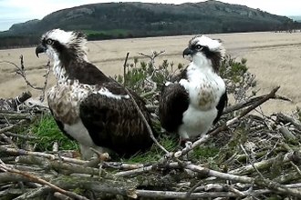 osprey