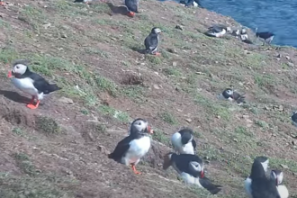 Puffin cam