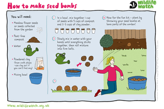 Seed bomb