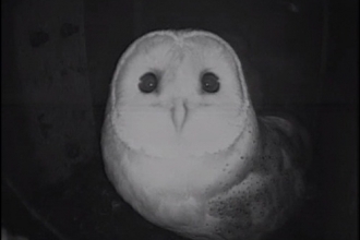 An owl looking into a webcam