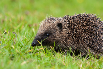 A hedgehog in the grass