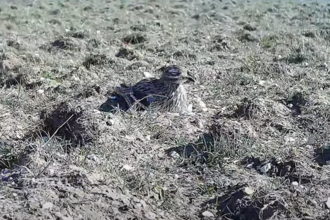 A webcam shot of a curlew sitting on its nest