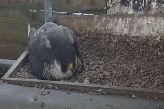 Peregrine
