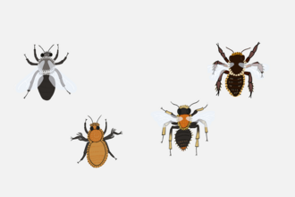 solitary bee drawings