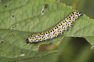 A mullein moth caterpillar, covered in yellow splodges and black spots, chomping on the leaf of its host plant