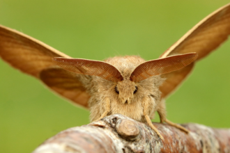 Brown-tail | The Wildlife Trusts