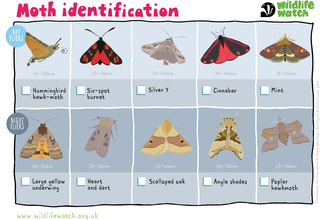 An illustrated guide to moths, split between day and night flying moths. On the top row are day fliers: Hummingbird hawk-moth, six-spot burnet, silver Y, cinnabar and mint moths. On the bottom row are night fliers: Large yellow underwing, heart and dart, scalloped oak, angle shades and poplar hawkmoth